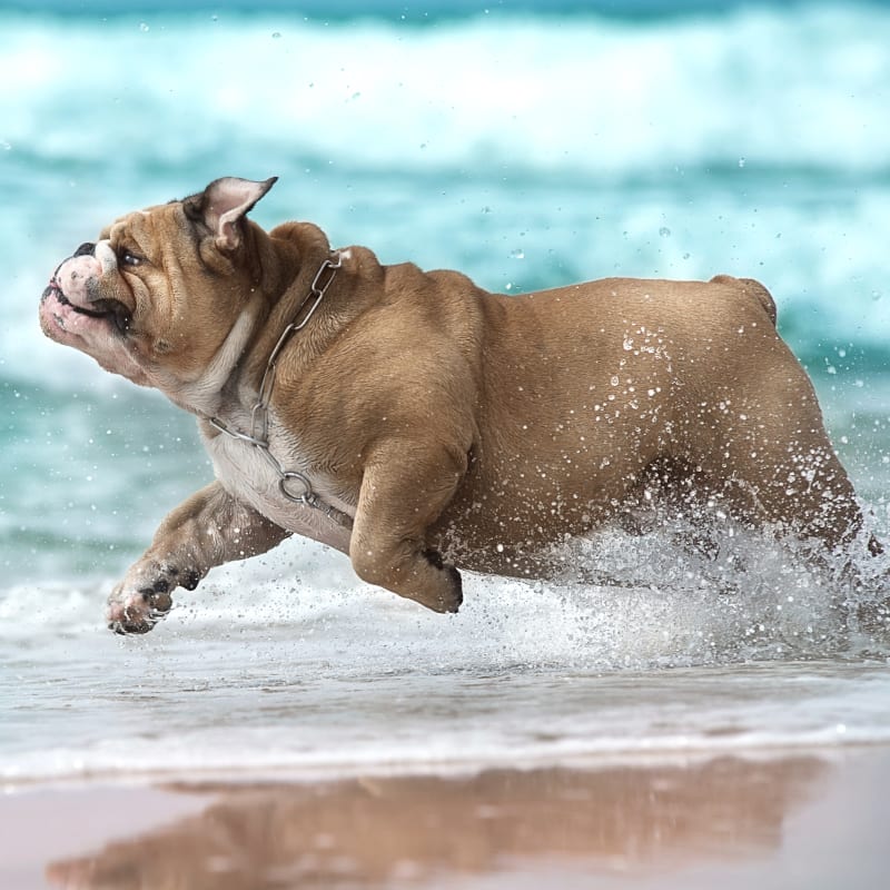 Riverside Veterinary Clinic in Corpus Christi