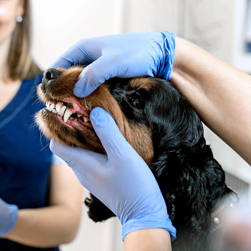 Cat & Dog Dentist, Corpus Christi Veterinary Dentist